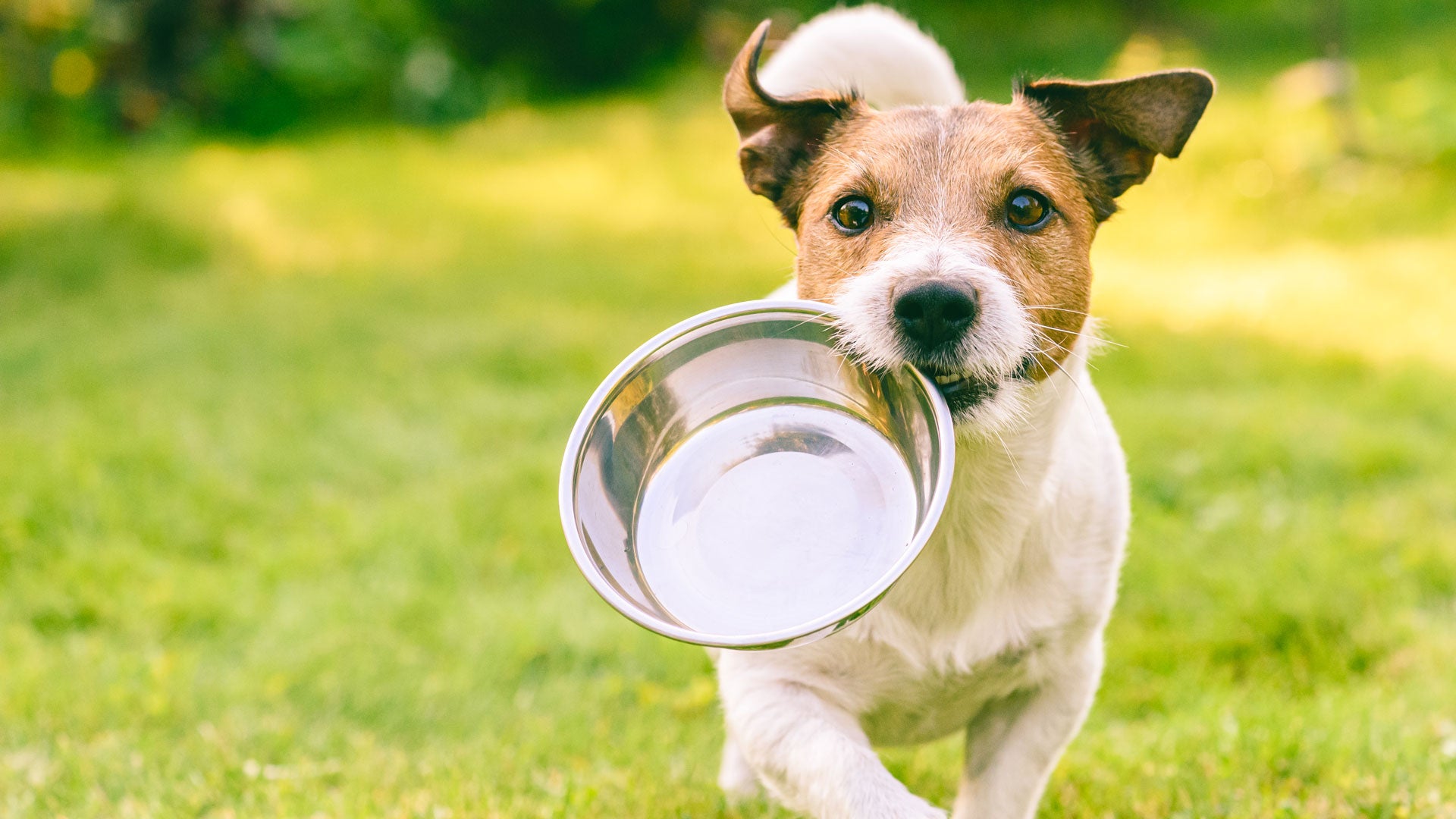 How to Choose the Right Food for Your Pet: A Comprehensive Guide