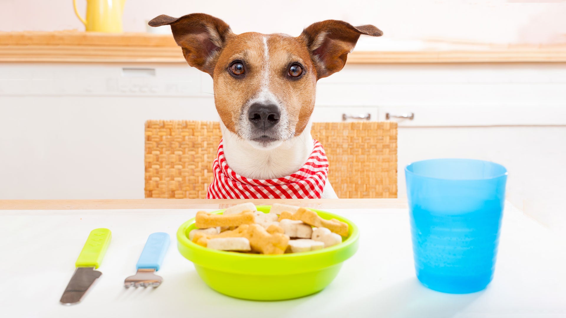 The Ultimate Guide to Pet Nutrition: What Every Owner Needs to Know